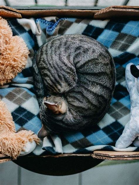 高円寺 部屋探し - なぜ猫は部屋の隅で寝るのか？